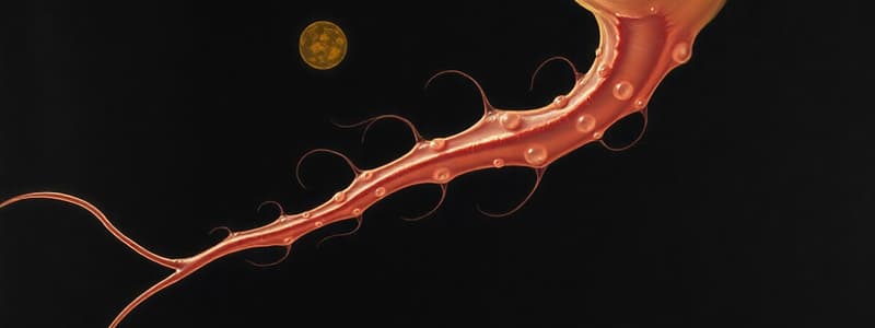 Spermatogenesis and Spermiogenesis Overview