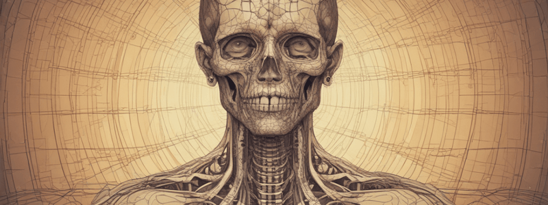 Neuroanatomy: Pyramidal Tracts