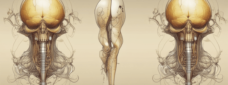 Anatomy and Physiology: The Nephron and Urine Formation