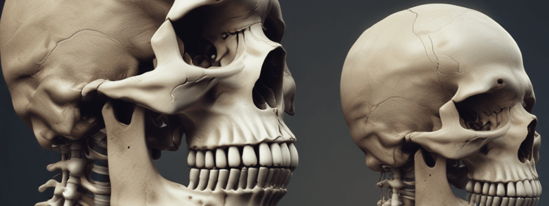 Human Skull Structure