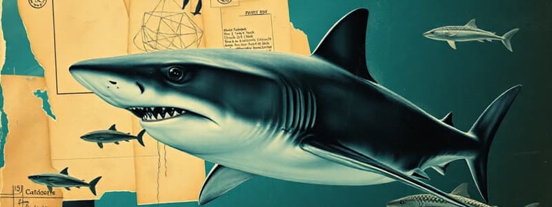 Shark Adaptations and Abilities