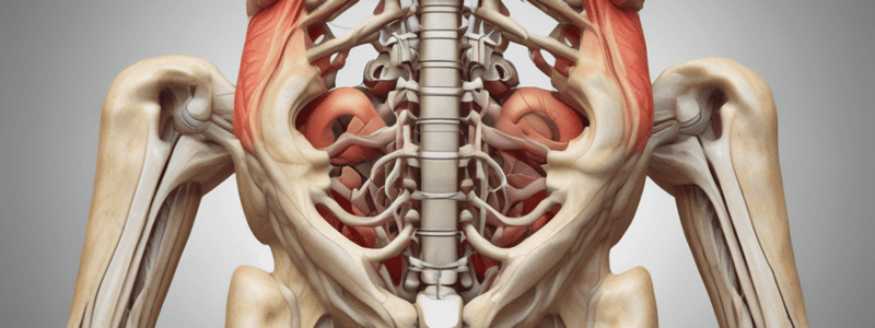 Sacroiliac Ligaments Anatomy