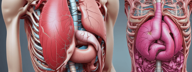 Compartimentos abdominales