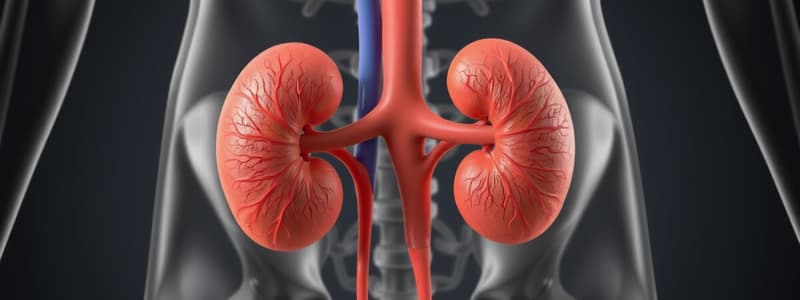 Urinary System Overview