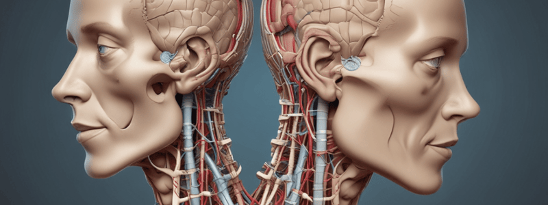 Anatomy of Head and Neck