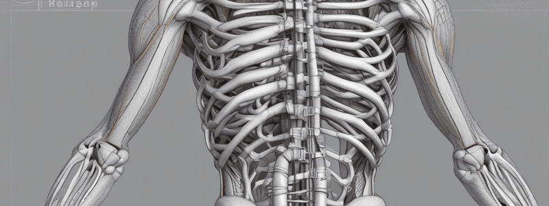 Skeletal Muscle Fiber Types