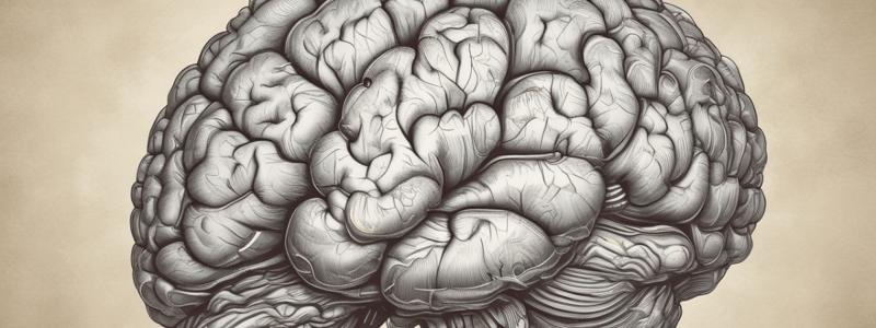 Structure of the Cerebrum