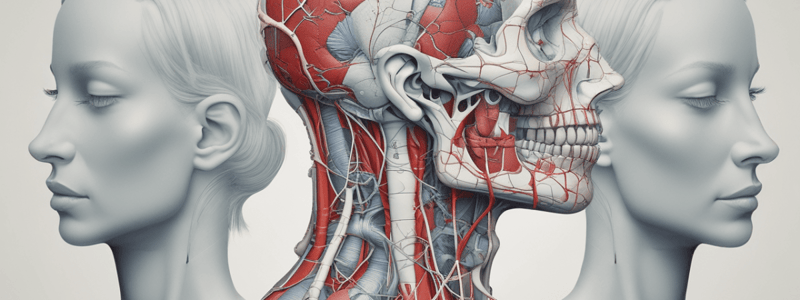 Anatomy of the Head and Neck: Blood Supply and Venous Drainage