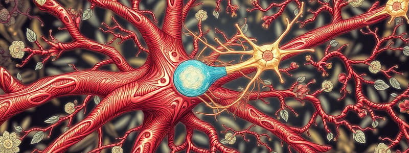 Neuromuscular Junction Overview