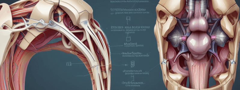 Anatomy of the Knee Joint