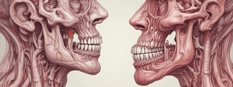 Mouth and Digestion Overview