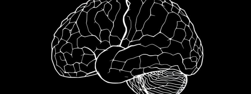 Corteccia Visiva: Funzioni e Struttura (Fisiologia 79)