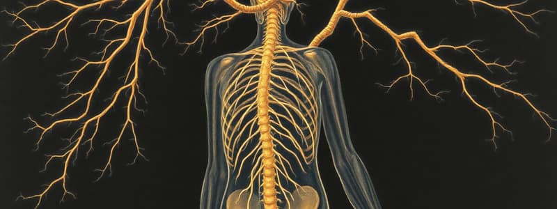 The Nervous System Overview