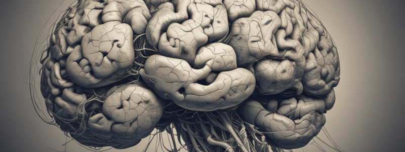 Anatomy of Striate Cortex and Visual Pathway