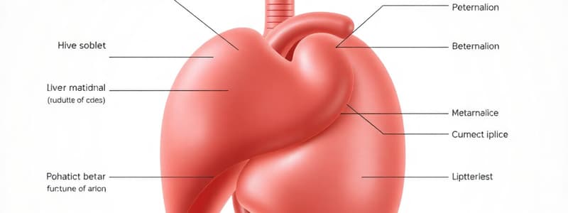 Liver Functions and Metabolism Quiz