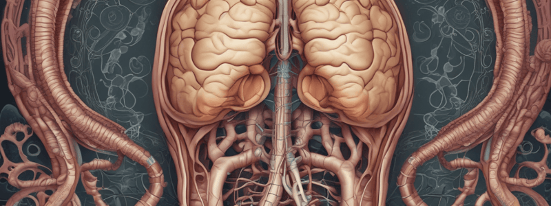 Digestive System Functions and Processes