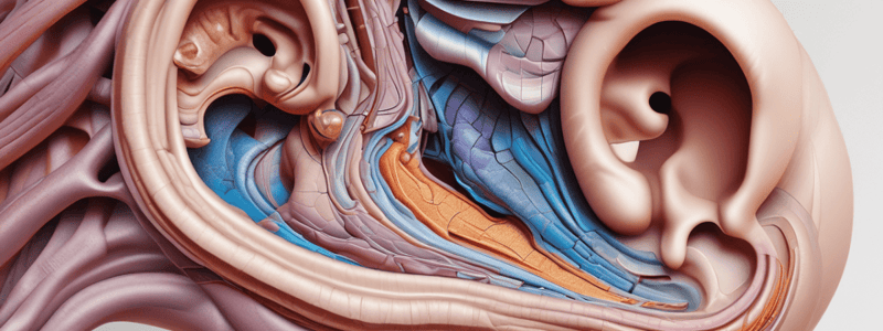 Auditory and Vestibular Pathways in Anatomy