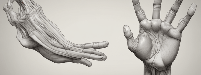 Anatomy of the Thenar Muscles