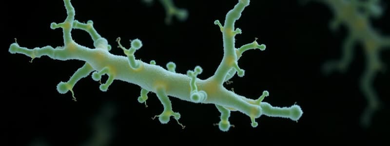 Grupo Streptococcus anginosus