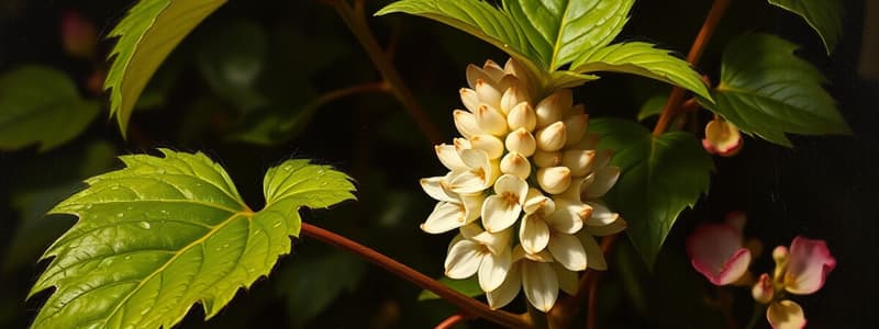 Resumen de Naturales: Reino Plantae II