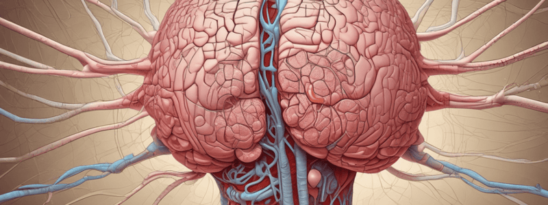 Meninges - Connective Tissue Membranes Quiz