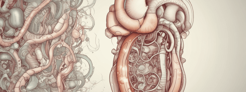 Development of the Primitive Intestine