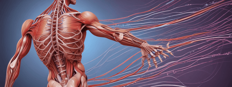 Muscle Physiology Lecture: Lecture 4 Excitation coupling/walk along