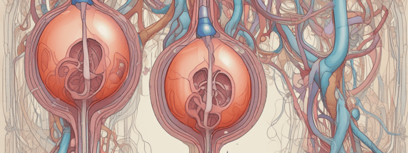 Urinary System Physiology Quiz