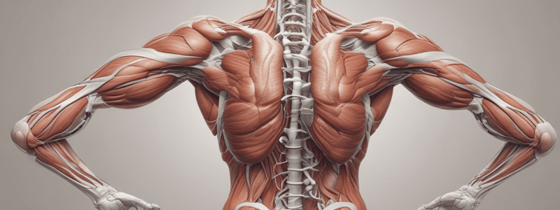 Muscles in Organ Systems Quiz