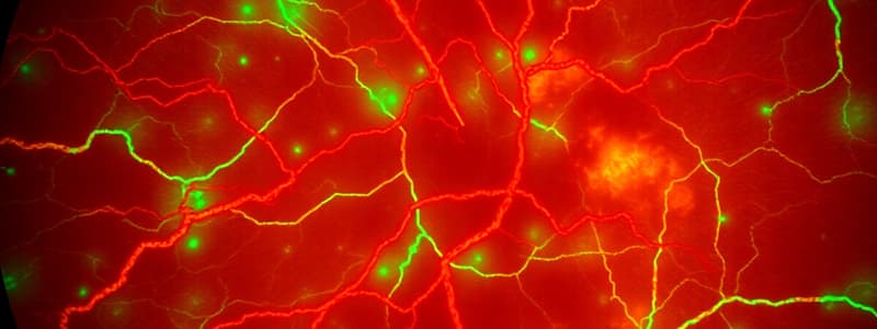 Retinal Vasculature and Imaging Techniques