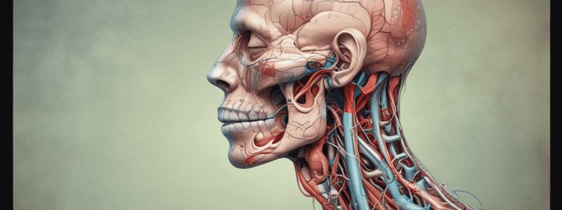 Human Anatomy Chapter 22: The Respiratory System