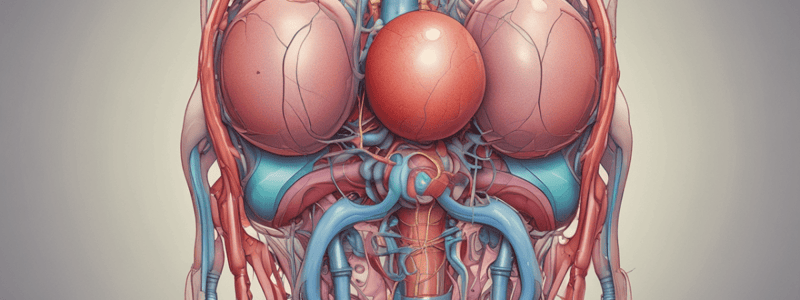 Human Urinary System