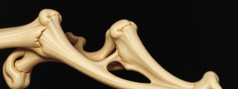 Endochondral Ossification and Bone Growth