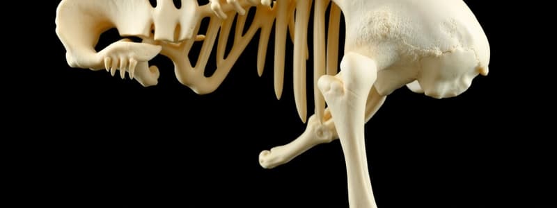 MPP: BLOCK 2: LOWERY: SKELETAL/BONE PHYS. & PHARM (PART 2 OF 4)