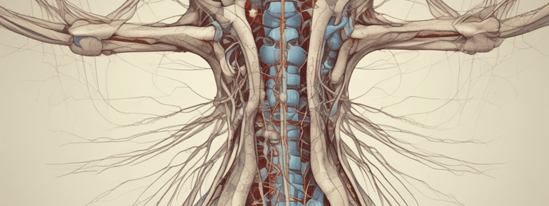 Anatomie du système nerveux: Nerfs spinaux