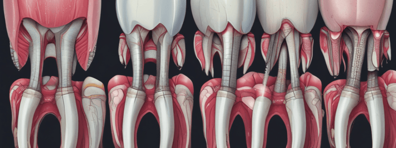 Tooth Development and Formation