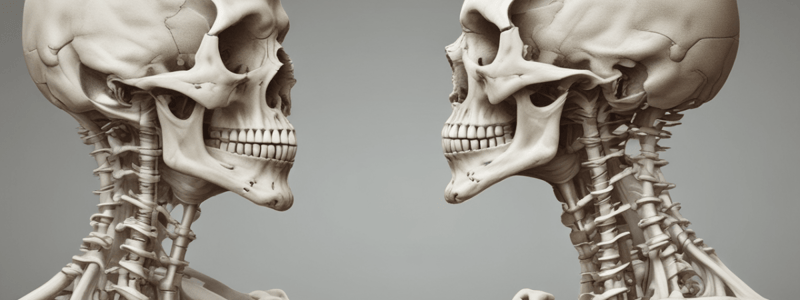 Cervical Vertebra Anatomy