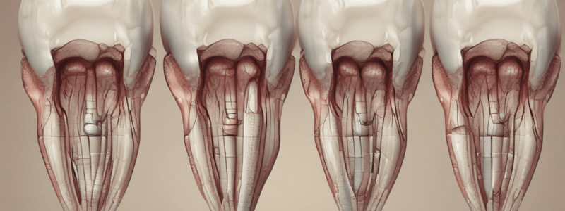 Tooth Development and Formation