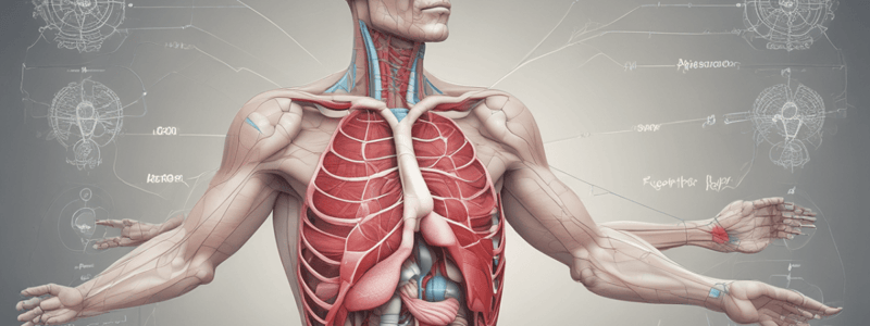 Respiratory System Functional Components