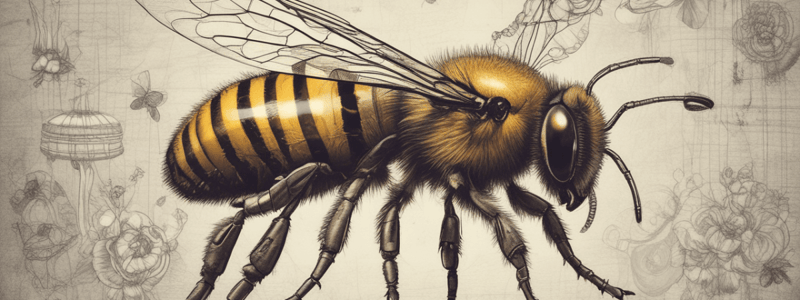 Anatomy of the Bee: Head, Thorax, and Abdomen