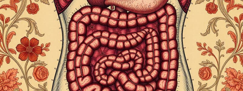 Human Digestive System