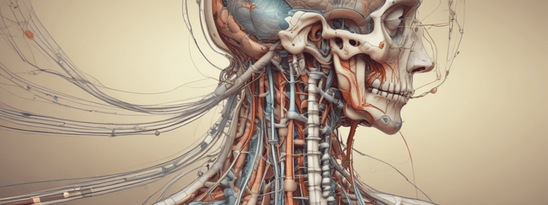 BMS Neuroanatomy Lecture 4: Spinal Cord Motor Pathways