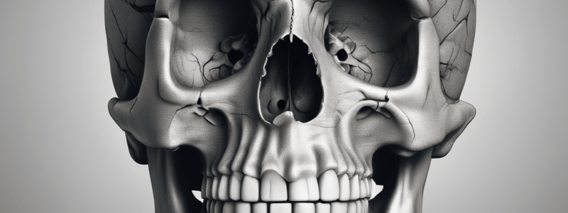 The Skull: Axial System