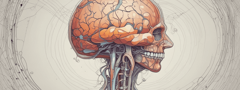 Sistema Activador Reticular: Anatomía y Funciones