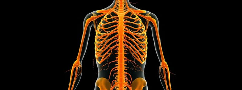 Nervous System Overview