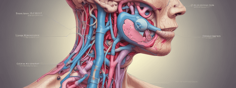 Anatomy of the Pancreas