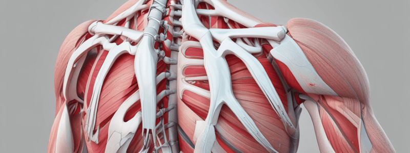 Rotator Cuff Pathophysiology