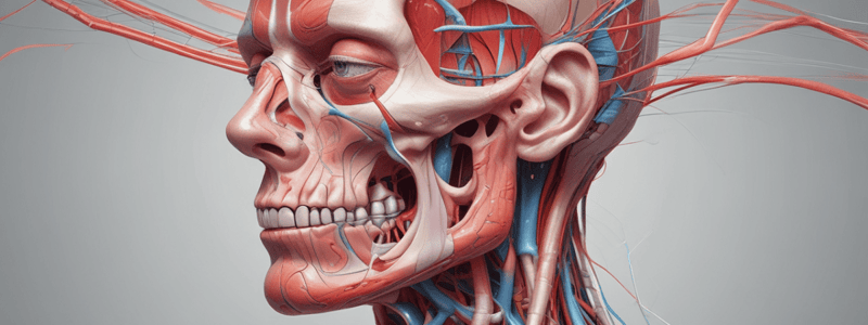 Obturator Nerve Anatomy and Clinical Notes Quiz