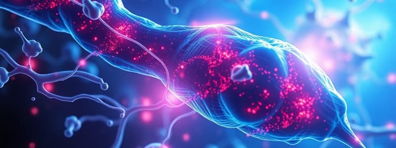 Calcium Ions and Muscle Contraction