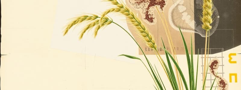 Botany of Eragrostis Tef